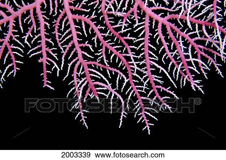 Papua New Guinea, Detail Of Pink Lace Coral (Stylaster Sp? ) With Whitetips, Black Background View Large Photo Image Stock Photo - Papua New Guinea, Detail Of Pink Lace Coral (Stylaster Sp? ) With Whitetips, Black Background. Fotosearch