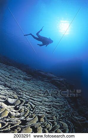 Papua New Guinea, Diver Over Cabbage Coral, Silhouetted By Sunburst In Blue Ocean View Large Photo Image Stock Image - Papua New Guinea, Diver Over Cabbage Coral, Silhouetted By Sunburst In Blue Ocean. Fotosearch