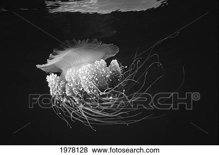 Papua New Guinea, Jellyfish Glowing Near Ocean Surface (Black And White Photograph). View Large Photo Image Stock Photo - Papua New Guinea, Jellyfish Glowing Near Ocean Surface (Black And White Photograph).. Fotosearch