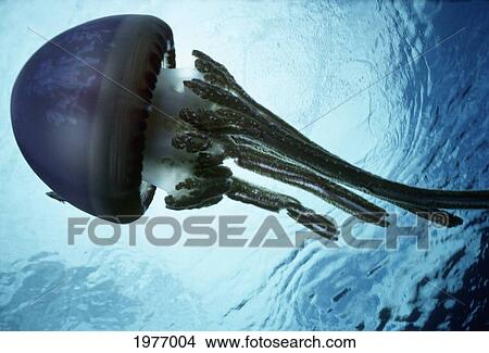 Picture - Papua New Guinea, Jellyfish With Blue Sky Background.. Fotosearch