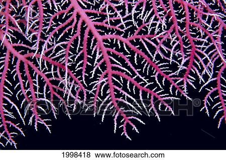 Papua New Guinea, Lace Coral (Stylaster Sp? ) Close-Up B1921 View Large Photo Image Stock Photo - Papua New Guinea, Lace Coral (Stylaster Sp? ) Close-Up B1921. Fotosearch