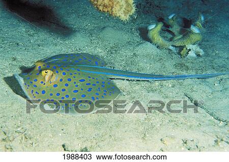 Papua New Guinea, Milne Bay, Blue Spotted Fantail Stingray (Taeniura Lymma) Resting On Ocean Floor. View Large Photo Image Stock Image - Papua New Guinea, Milne Bay, Blue Spotted Fantail Stingray (Taeniura Lymma) Resting On Ocean Floor.. Fotosearch