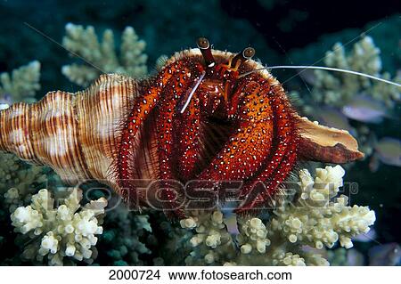 Papua New Guinea, Milne Bay, Close-Up Of Hermit Crab (Dardanus Megistos) View Large Photo Image Picture - Papua New Guinea, Milne Bay, Close-Up Of Hermit Crab (Dardanus Megistos). Fotosearch