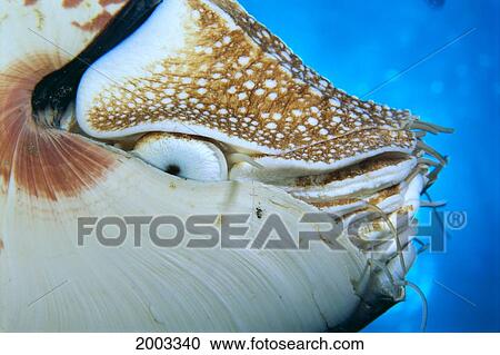 Papua New Guinea, Milne Bay, Close-Up Side Of Chambered Nautilus (Nautilus Pompilius) View Large Photo Image Stock Image - Papua New Guinea, Milne Bay, Close-Up Side Of Chambered Nautilus (Nautilus Pompilius). Fotosearch