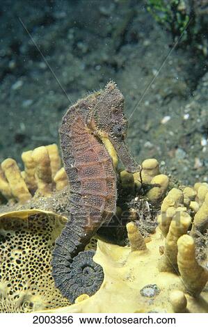 Stock Photograph - Papua New Guinea, Milne Bay, Close-Up Side View Of Seahorse, Light Background (Hippocampus Kuda). Fotosearch