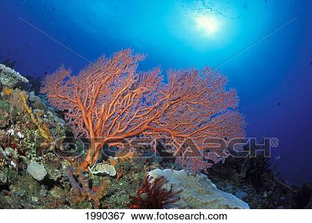 Papua New Guinea, Milne Bay, Orange Sea Fan (Order Gorgonacea) With Sunburst View Large Photo Image Stock Photo - Papua New Guinea, Milne Bay, Orange Sea Fan (Order Gorgonacea) With Sunburst. Fotosearch