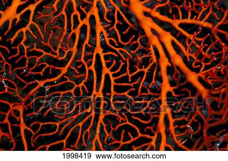 Papua New Guinea, Milne Bay, Orange Colored Sea Fan Close-Up B1969 View Large Photo Image Stock Photo - Papua New Guinea, Milne Bay, Orange Colored Sea Fan Close-Up B1969. Fotosearch
