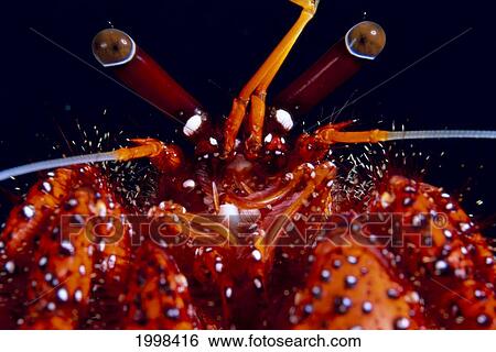 Stock Photograph - Papua New Guinea, Milne Bay, Orange Hermit Crab (Dardanus Megistos) Close-Up B1956. Fotosearch