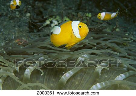 Papua New Guinea, Milne Bay, Saddleback Anemonefish (Amphiprion Polymnus) View Large Photo Image Stock Image - Papua New Guinea, Milne Bay, Saddleback Anemonefish (Amphiprion Polymnus). Fotosearch