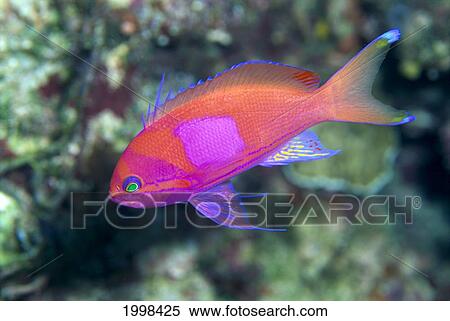 Papua New Guinea, Milne Bay, Square-Spot Anthias, B1905 (Pseudanthias Pleurotaenia) View Large Photo Image Stock Photography - Papua New Guinea, Milne Bay, Square-Spot Anthias, B1905 (Pseudanthias Pleurotaenia). Fotosearch