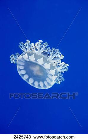 Papua New Guinea, Milne Bay, Upside down jellyfish (Cassiopea andromeda) GR7335 View Large Photo Image Stock Photo - Papua New Guinea, Milne Bay, Upside down jellyfish (Cassiopea andromeda) GR7335. Fotosearch