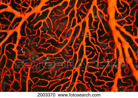 Papua New Guinea, Orange Sea Fan (Gorgonacea) Close-Up Detail View Large Photo Image Stock Image - Papua New Guinea, Orange Sea Fan (Gorgonacea) Close-Up Detail. Fotosearch