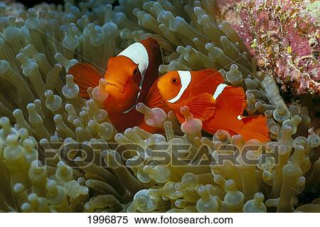 Stock Photography - Papua New Guinea, Pair Of Spinecheek Clownfish (Male Smaller) In Anemone A85B. Fotosearch