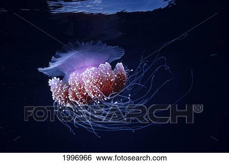 Stock Photograph - Papua New Guinea, Purple Jellyfish Midwater (Glowing) Surface Visible A88D. Fotosearch