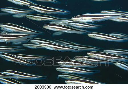 Papua New Guinea, School Of Striped Catfish (Plotosus Lineatus) View Large Photo Image Stock Photograph - Papua New Guinea, School Of Striped Catfish (Plotosus Lineatus). Fotosearch