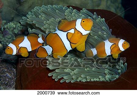 Papua New Guinea, Three Clown Anemonefish (Amphiprion Percula) In Anemone View Large Photo Image Stock Photo - Papua New Guinea, Three Clown Anemonefish (Amphiprion Percula) In Anemone. Fotosearch