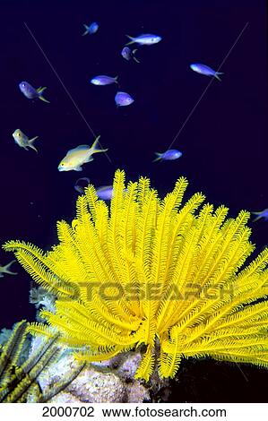 Stock Image - Papua New Guinea, Yellow Feather Star, Crinoidea, And Tropical Fish. Fotosearch
