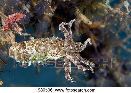 Stock Photograph - Papuan Cuttlefish (Sepia Papuensis) with Nudi branch and other reef creatures; Malaysia. Fotosearch