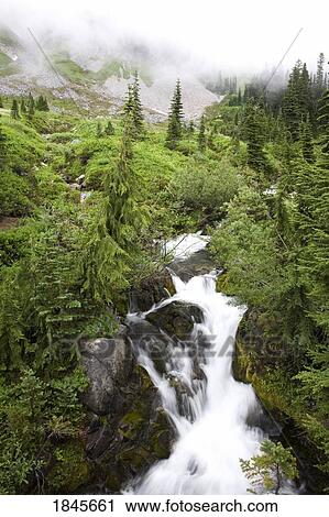 Stock Image - Paradise Creek; Tatoosh Mountains, Mt Rainier National Park, Washington State, Usa. Fotosearch