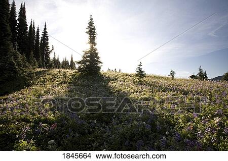 Picture - Paradise Park; Tatoosh Mountains, Mt Rainier National Park, Washington State, Usa. Fotosearch