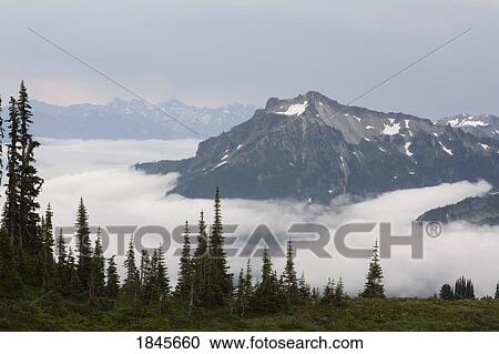 Stock Image - Paradise Park; Tatoosh Mountains, Mt Rainier National Park, Washington State, Usa. Fotosearch