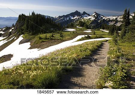 Paradise Park; Tatoosh Mountains, Mt Rainier National Park, Washington State, Usa View Large Photo Image Stock Photo - Paradise Park; Tatoosh Mountains, Mt Rainier National Park, Washington State, Usa. Fotosearch