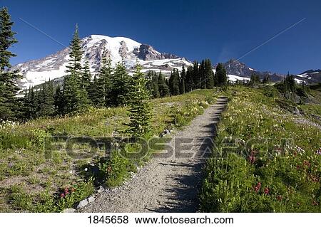 Paradise Park; Tatoosh Mountains, Mt Rainier National Park, Washington State, Usa View Large Photo Image Stock Photo - Paradise Park; Tatoosh Mountains, Mt Rainier National Park, Washington State, Usa. Fotosearch