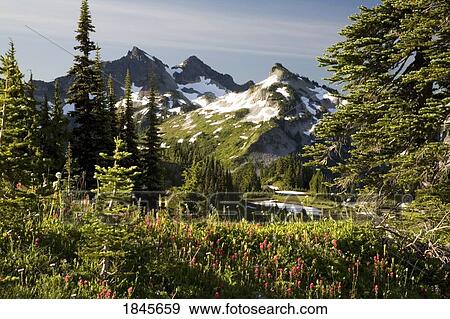 Stock Photo - Paradise Park; Tatoosh Mountains, Mt Rainier National Park, Washington State, Usa. Fotosearch
