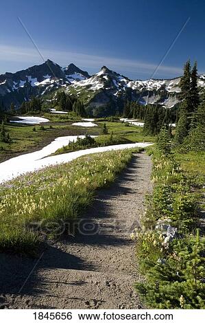 Paradise Park; Tatoosh Mountains, Mt Rainier National Park, Washington State, Usa View Large Photo Image Stock Photograph - Paradise Park; Tatoosh Mountains, Mt Rainier National Park, Washington State, Usa. Fotosearch