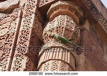 Stock Image - Parakeets At The Qutab Minar, Delhi, India. Fotosearch