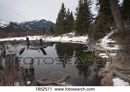 Park In Winter, Banff, Alberta, Canada View Large Photo Image Stock Image - Park In Winter, Banff, Alberta, Canada. Fotosearch