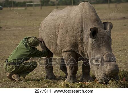 Stock Image - Park ranger checking for ticks on Northern White Rhino, Ol Pejeta Conservancy; Kenya. Fotosearch