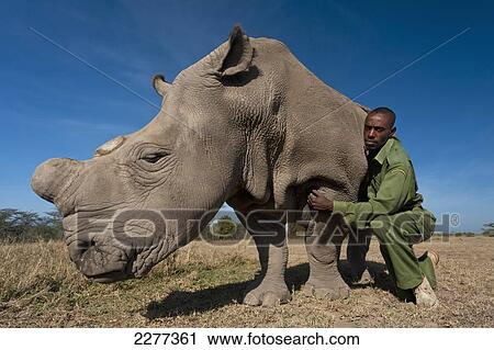 Park ranger with Great Northern White Rhino in special protected enclosure, Ol Pejeta Conservancy; Kenya View Large Photo Image Stock Image - Park ranger with Great Northern White Rhino in special protected enclosure, Ol Pejeta Conservancy; Kenya. Fotosearch