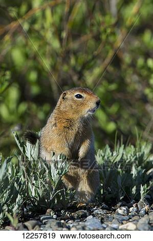Parka Squirrel in Denali National Park, Interior Alaska, Spring View Large Photo Image Stock Photo - Parka Squirrel in Denali National Park, Interior Alaska, Spring. Fotosearch