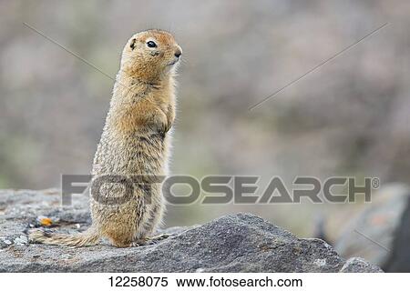 Stock Photography - Parka Squirrel (Spermophilus parryii) in autumn, Denali National Park; Alaska, United States of America. Fotosearch