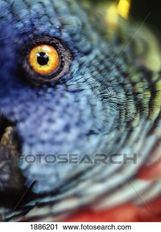 Stock Image - Parrot, Close Up. Fotosearch