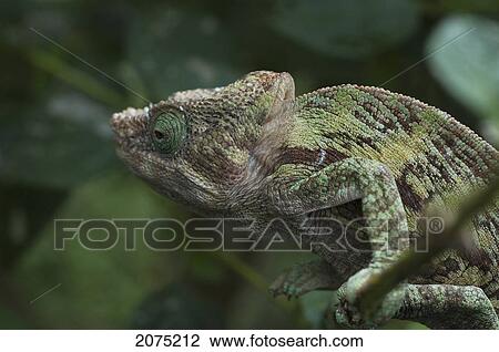 Stock Image - Parsons Chameleon (Calumma Parsonii), Marozevo, Toamasina Province, Madagascar. Fotosearch