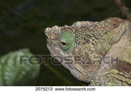 Stock Image - Parsons Chameleon (Calumma Parsonii), Marozevo, Toamasina Province, Madagascar. Fotosearch