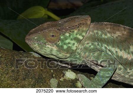 Parsons Chameleon (Calumma Parsonii), Marozevo, Toamasina Province, Madagascar View Large Photo Image Stock Image - Parsons Chameleon (Calumma Parsonii), Marozevo, Toamasina Province, Madagascar. Fotosearch