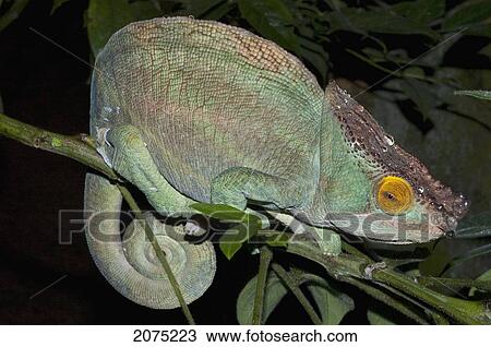 Stock Image - Parsons Chameleon (Calumma Parsonii), Marozevo, Toamasina Province, Madagascar. Fotosearch