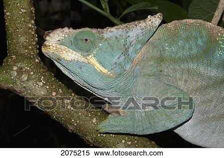 Stock Photography - Parsons Chameleon (Calumma Parsonii), Marozevo, Toamasina Province, Madagascar. Fotosearch