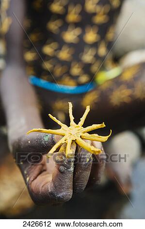 Stock Image - Part of a leaf used to decorate faces with traditional mud adornment, Omo region, Southwest Ethiopia; Kibish, Ethiopia. Fotosearch