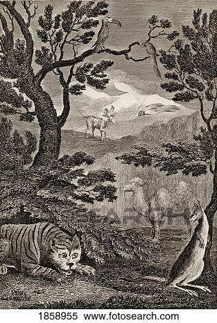 Stock Photography - Part Of The Natural History Of Asia. 18Th Century Print Engraved By Wallis After W. M. Craig.. Fotosearch