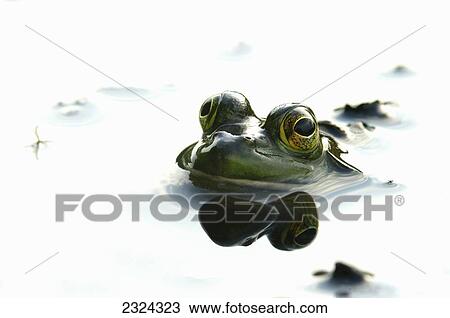Stock Image - Partially submerged green frog surrounded by white water; Vaudreuil, Quebec, Canada. Fotosearch
