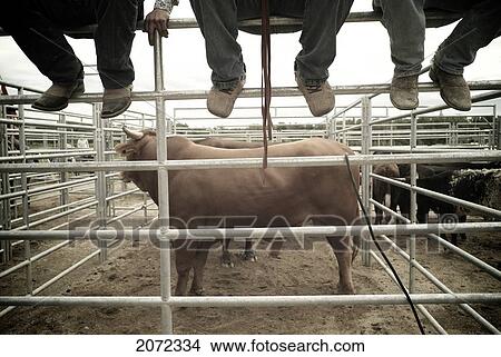 Picture - Participants Watch The Riders At The Dorchester Rodeo Outside London, Ontario, Canada. Fotosearch