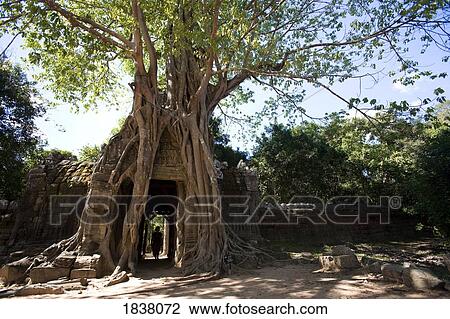 Stock Image - Passage Through Tree In Temple In Ancient City Of Angkor; Angkor Wat, Siem Reap, Cambodia. Fotosearch