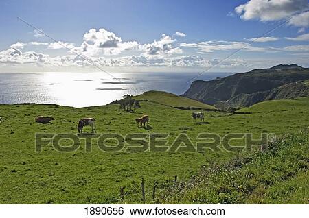 Stock Photograph - Pastoral Landscape Of Santa Maria Island. Fotosearch