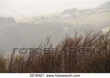 Stock Image - Pastoral Scenes On Misty Exmoor Day, United Kingdom. Fotosearch