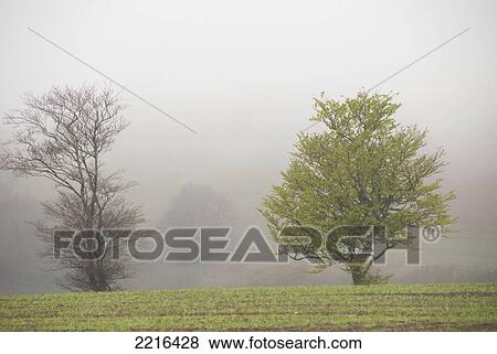 Pastoral Scenes On Misty Exmoor Day, United Kingdom View Large Photo Image Stock Photo - Pastoral Scenes On Misty Exmoor Day, United Kingdom. Fotosearch