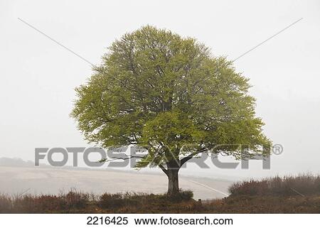 Stock Photography - Pastoral Scenes On Misty Exmoor Day, United Kingdom. Fotosearch